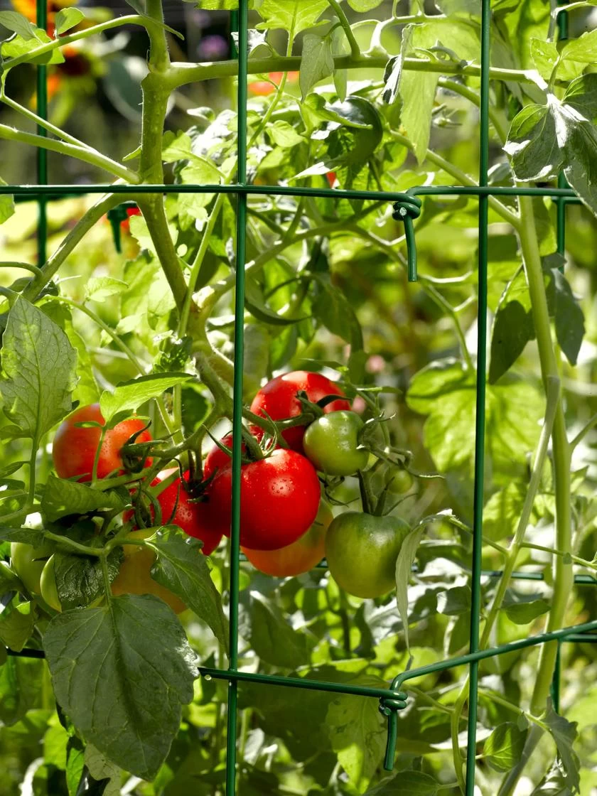 Tomato Cages, Set Of 4 - Image 4