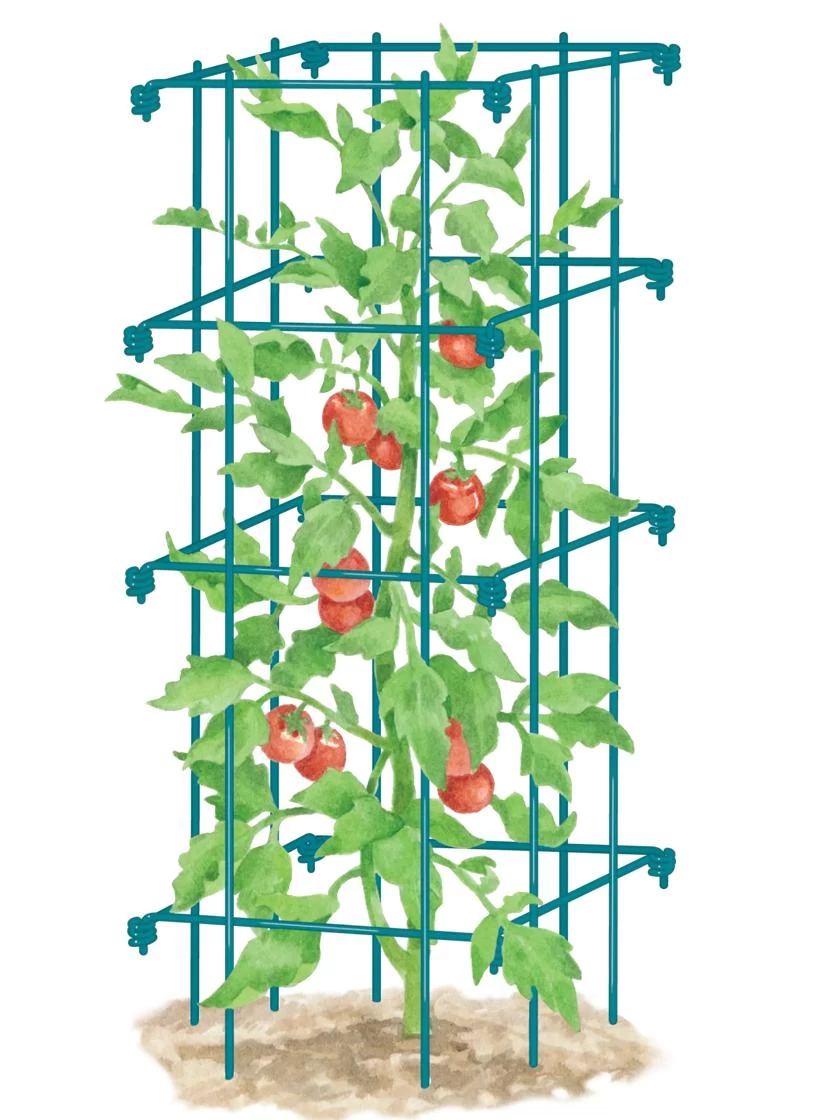 Tomato Cage, Single - Image 3