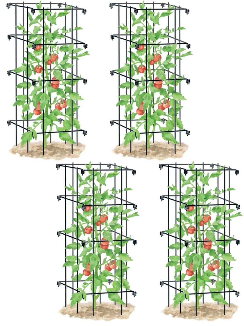 Tomato Cages, Set Of 4 - Image 2