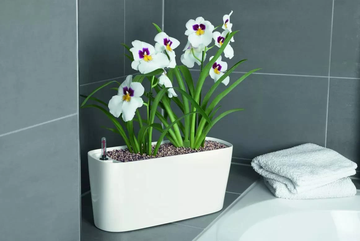 Lechuza® Delta Self-Watering Windowsill Planters - Image 7