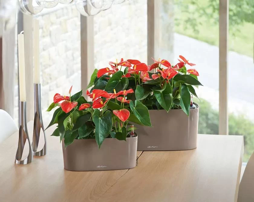 Lechuza® Delta Self-Watering Windowsill Planters - Image 4