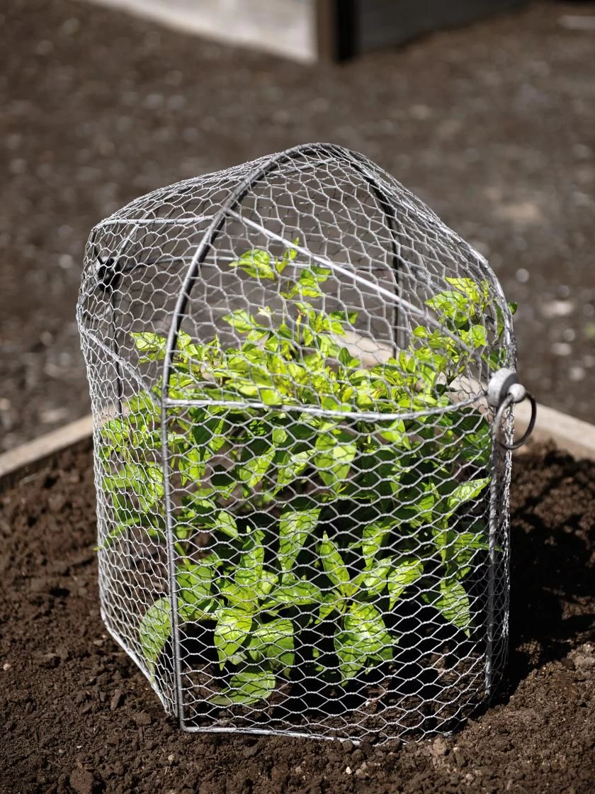 3-in-1 Chicken Wire Cloche - Image 2