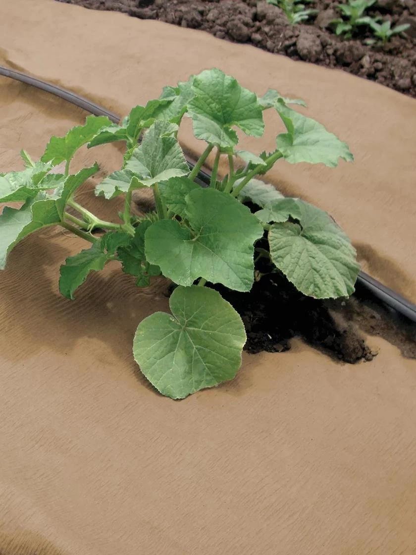 Weedguard Plus Paper Mulch, 50' - Image 2