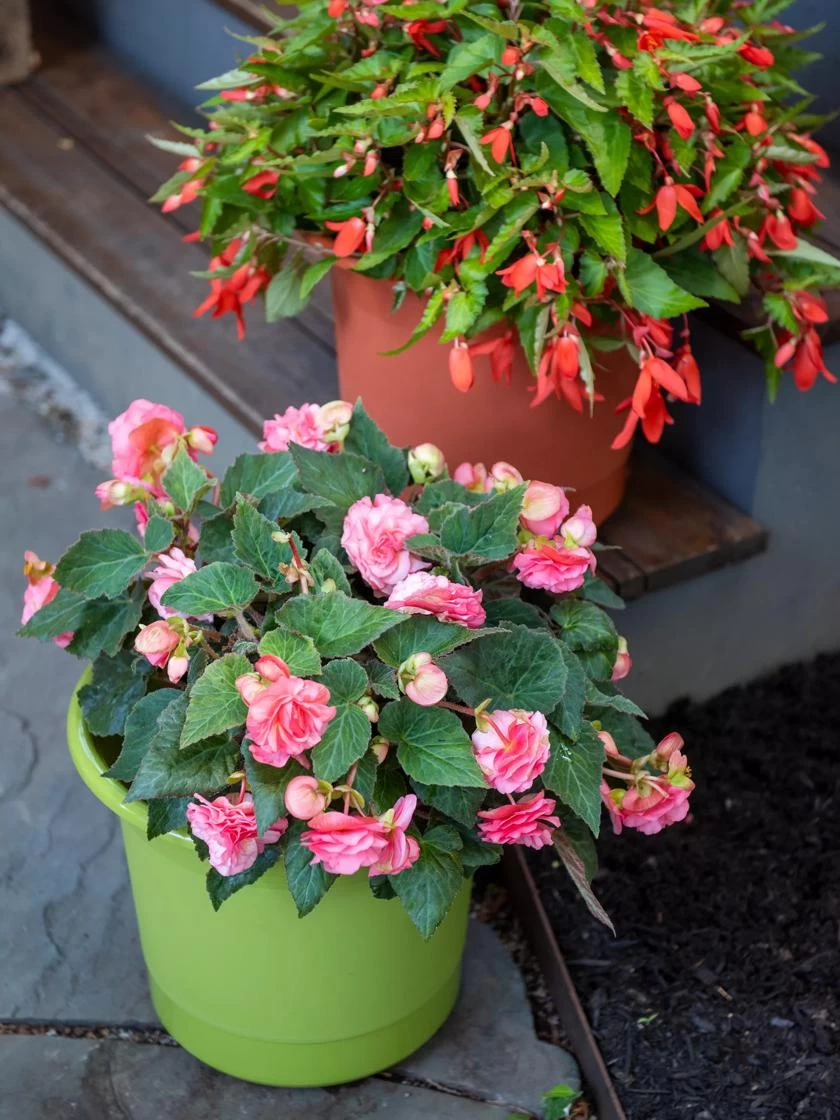 Eezy Gro Self-Watering Planters - Image 3