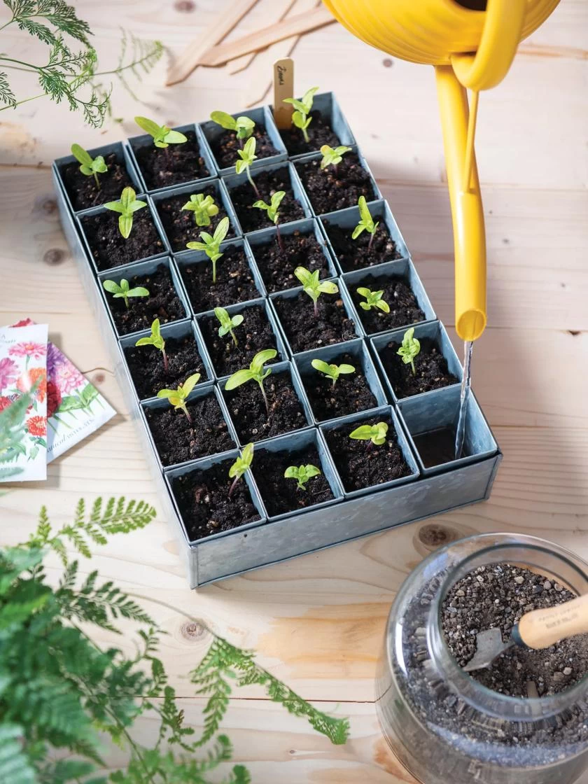 Self-Watering Galvanized Seed Starting Tray - Image 2