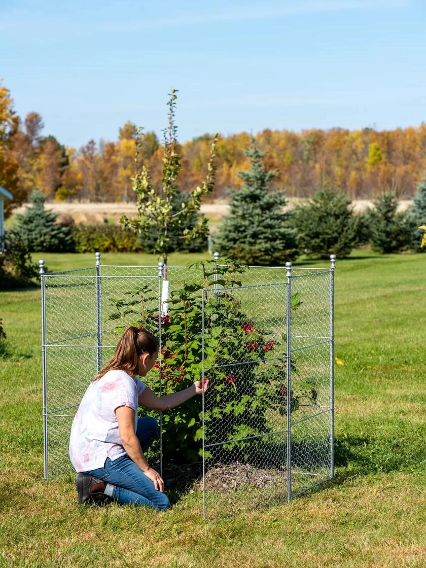Tall Chicken Wire Critter Fence With Gate - Image 3